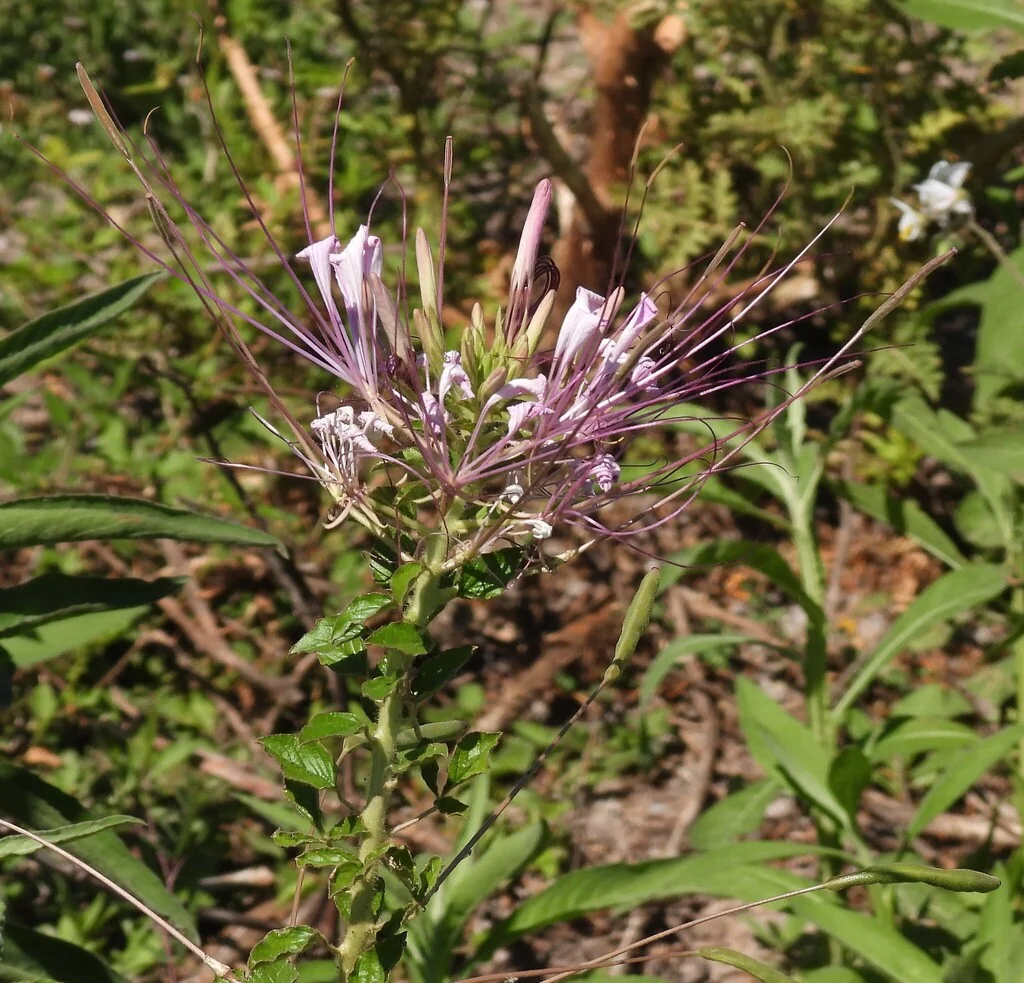 Cleome hassleriana