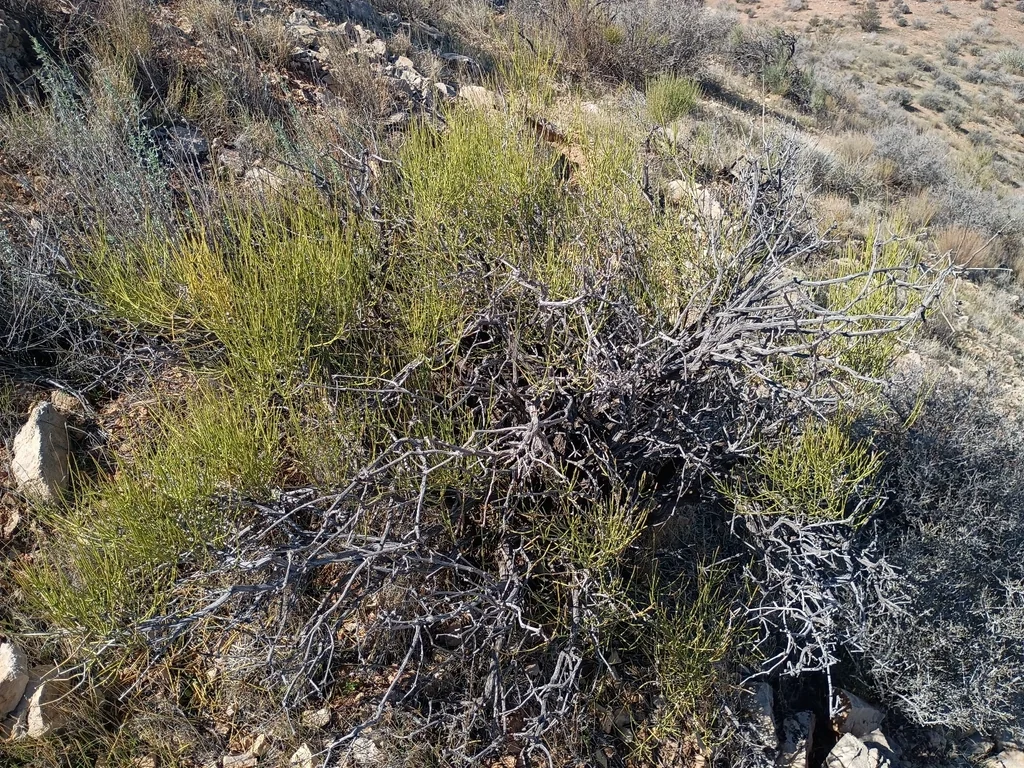 Ephedra Viridis