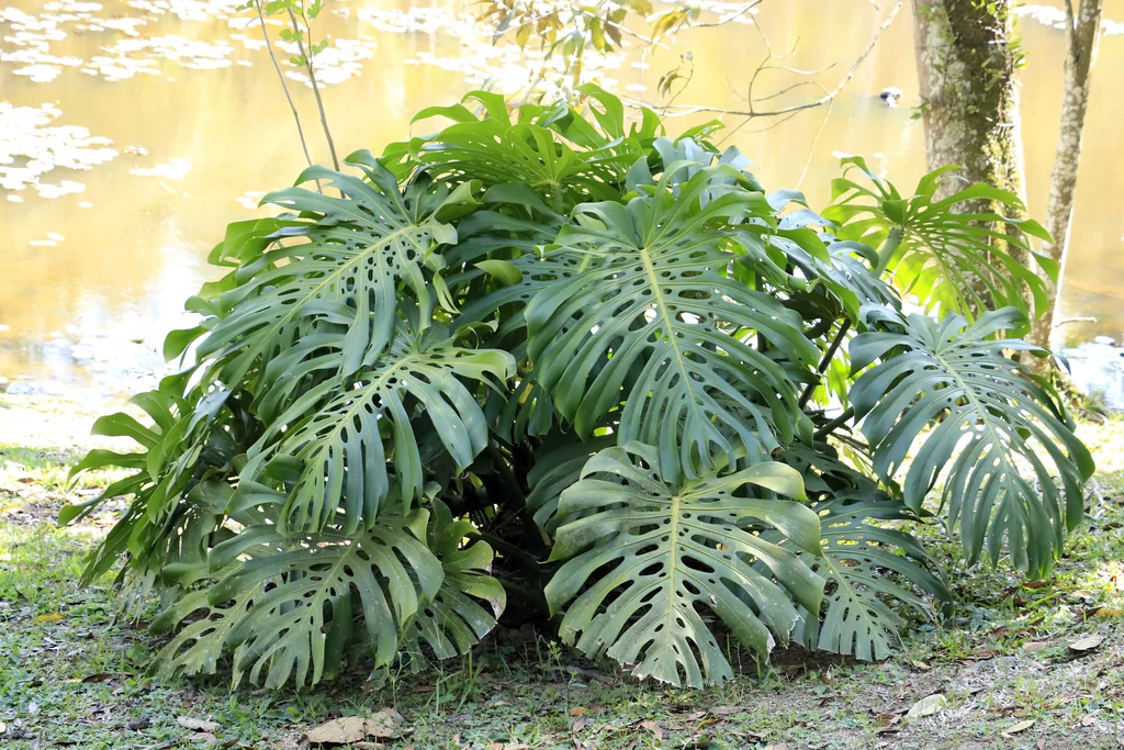 Monstera deliciosa