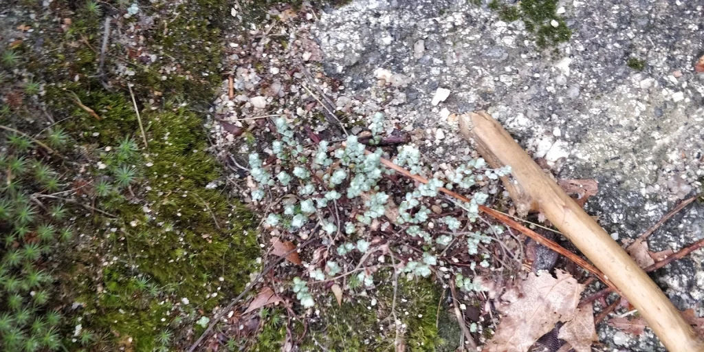 Sedum Brevifolium