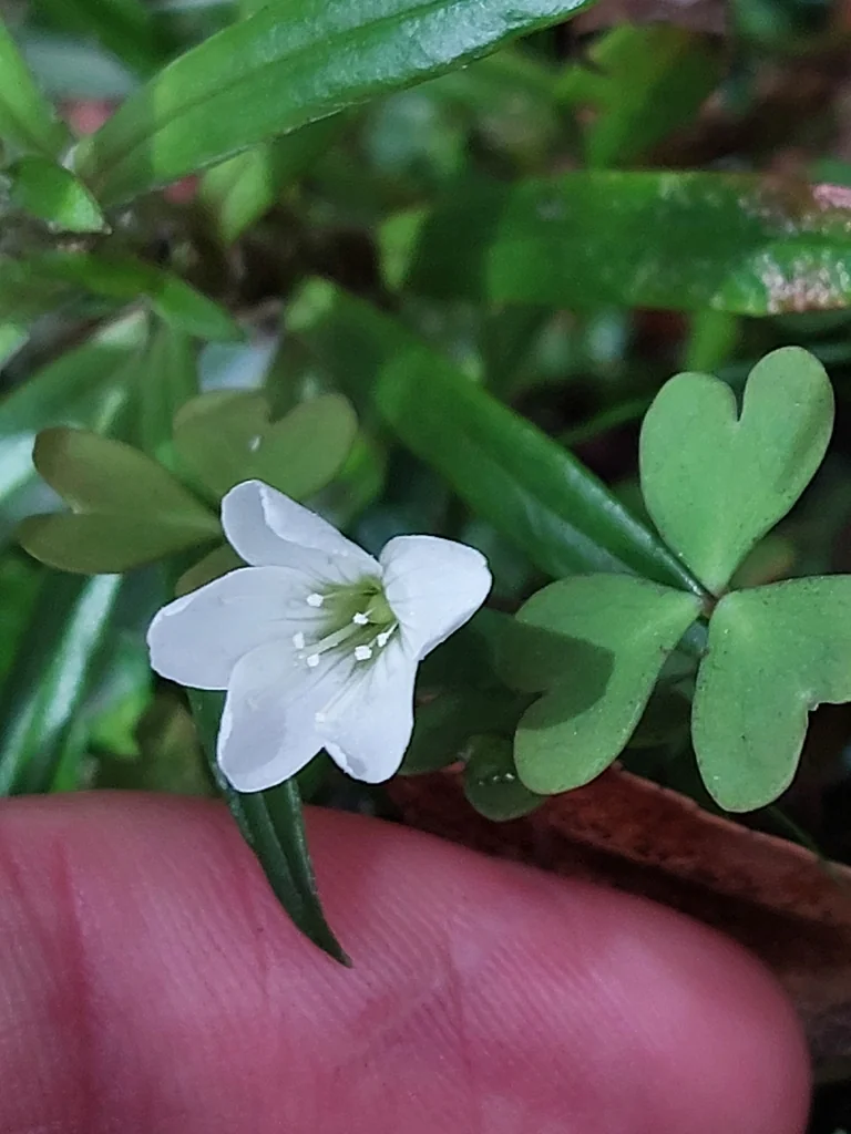 Oxalis Magellanica