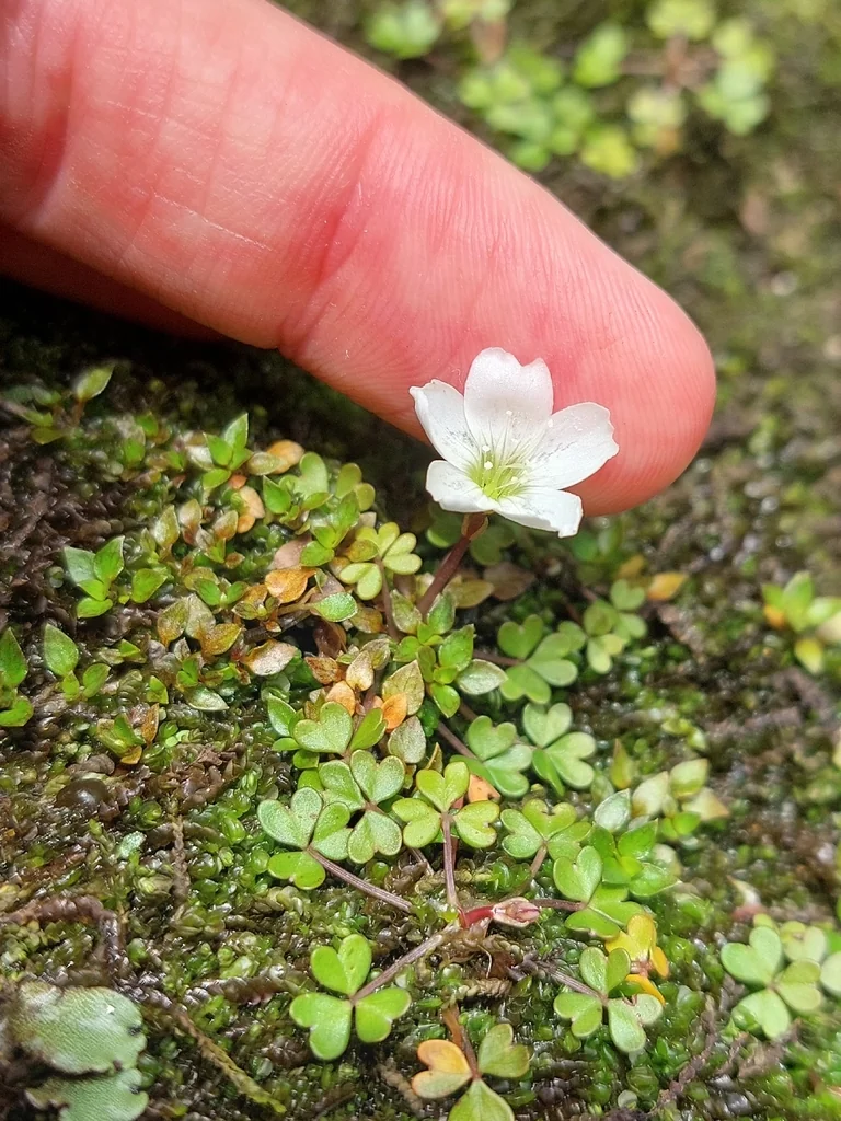 Oxalis Magellanica