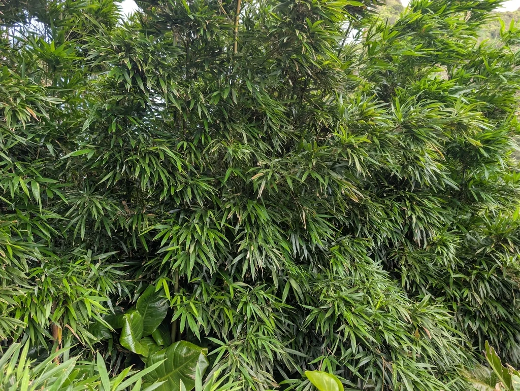 Phyllostachys Nigra