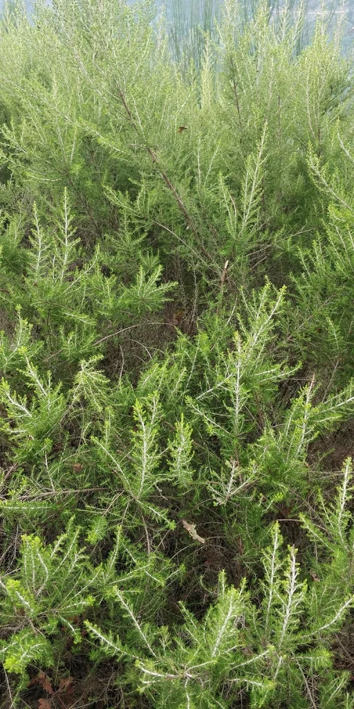 Erica Arborea