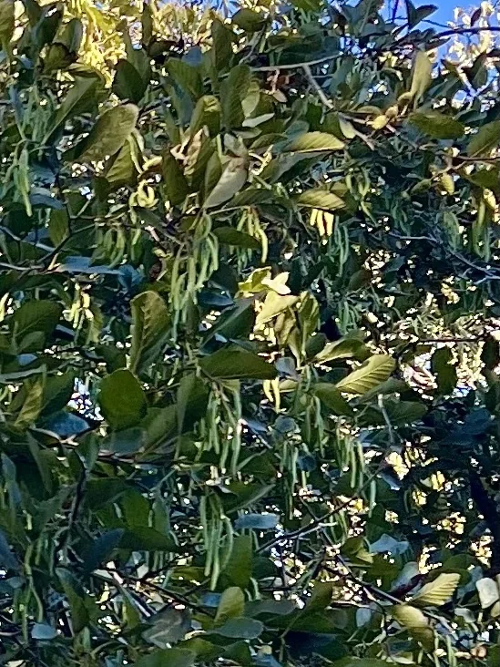Alnus Rhombifolia