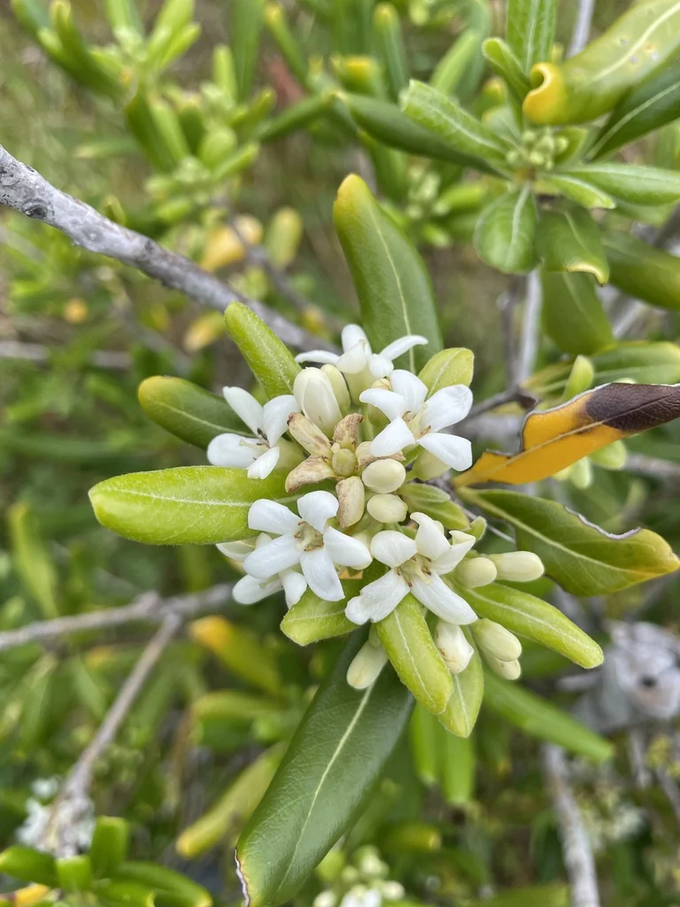 Pittosporum Tobira