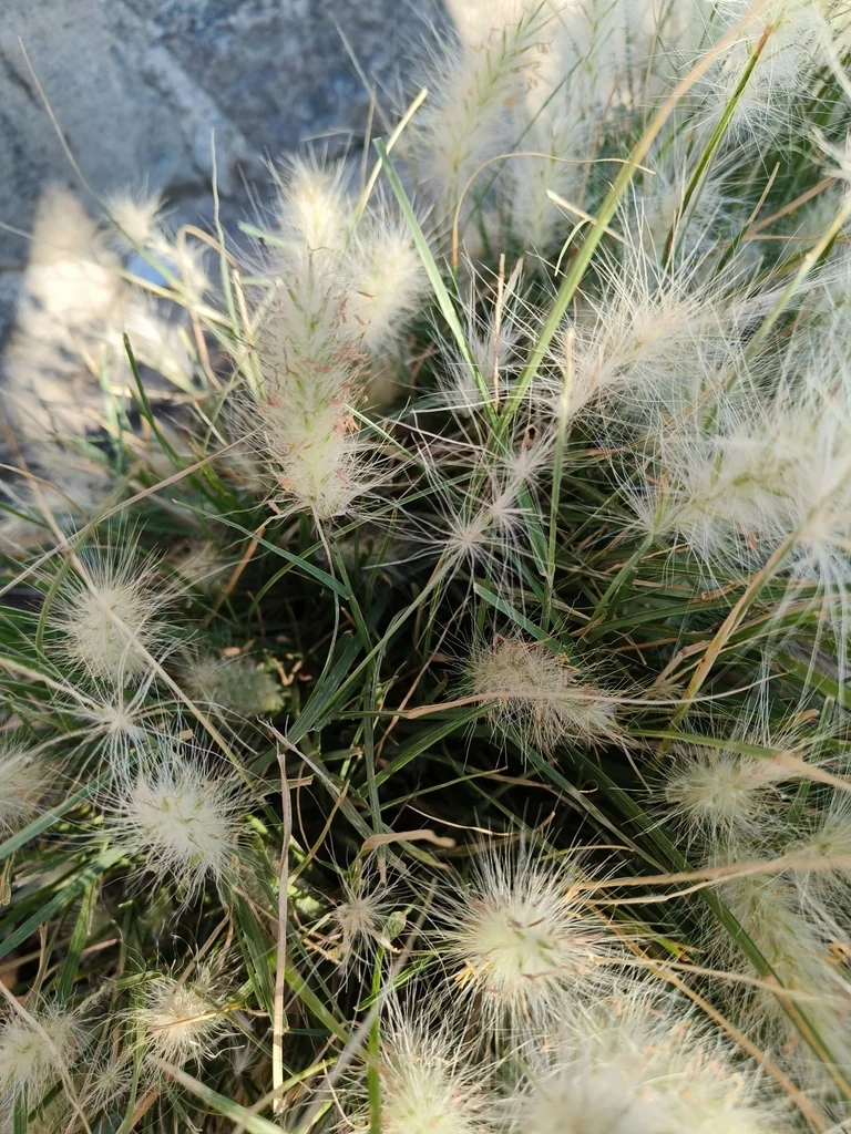 Pennisetum Villosum