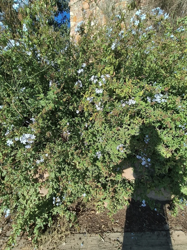 Plumbago Auriculata