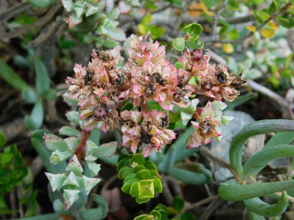 Oscularia Deltoides