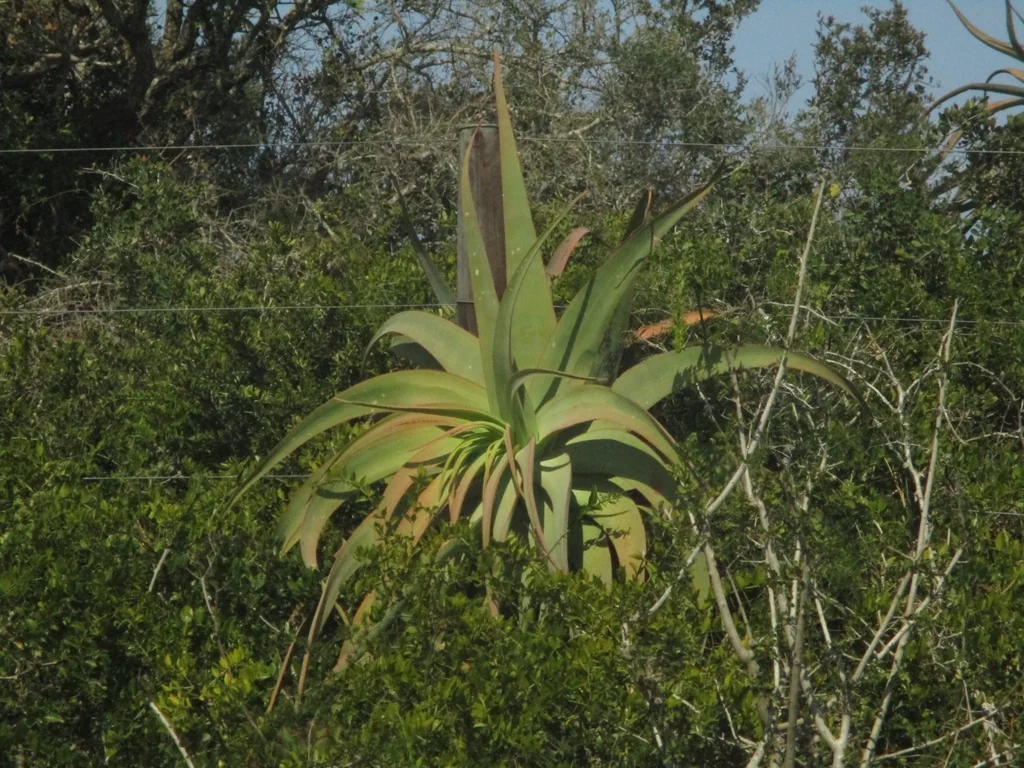 Aloe Speciosa