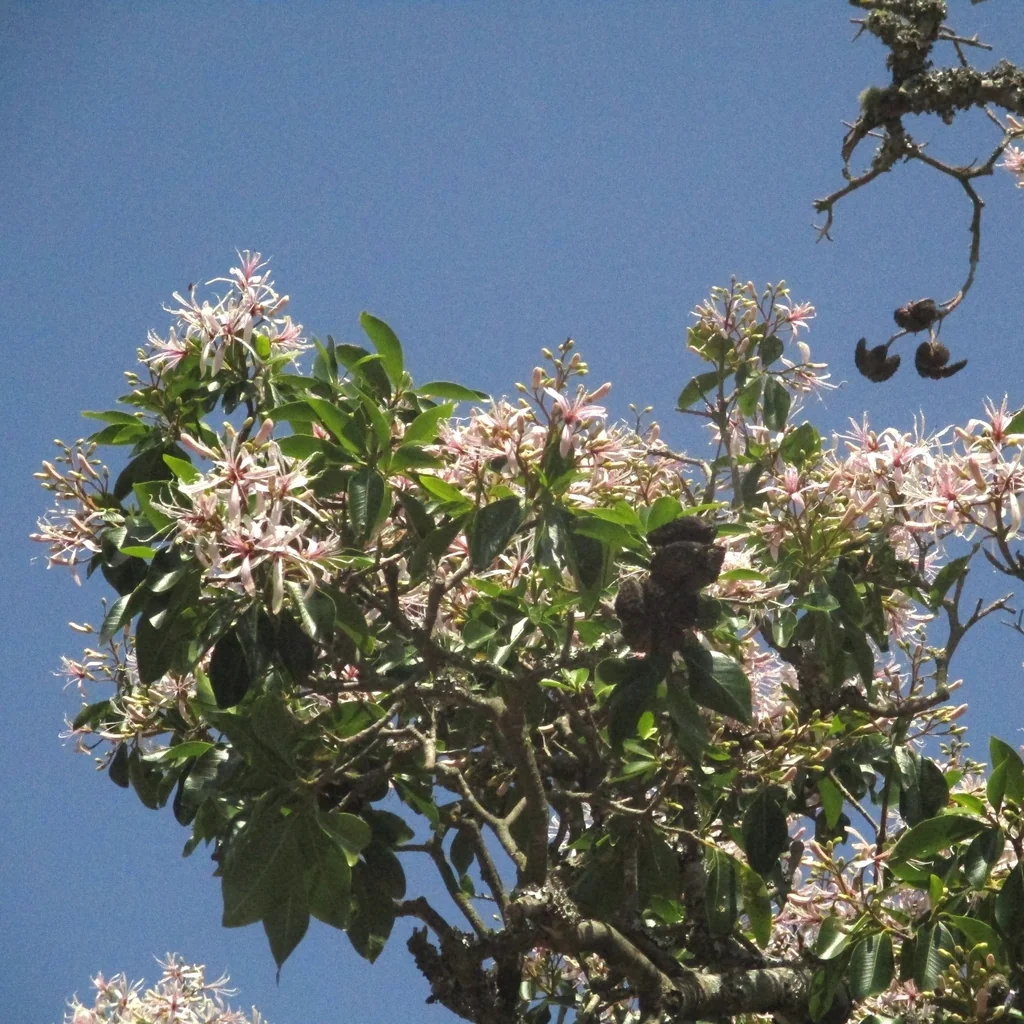 Calodendrum Capense