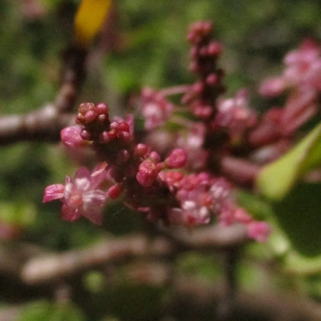 Portulacaria Afra