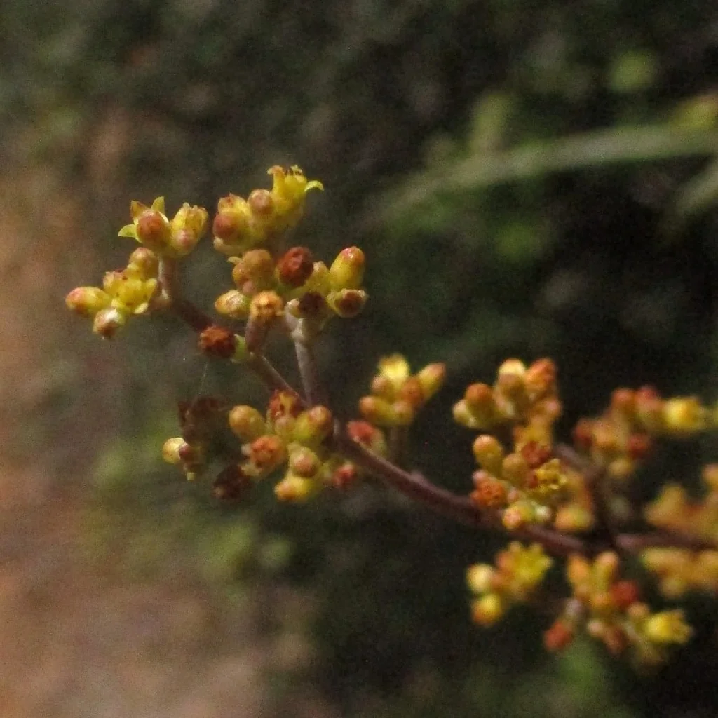 Crassula Perforata