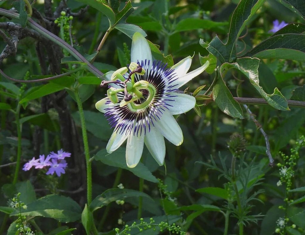 Passiflora Caerulea