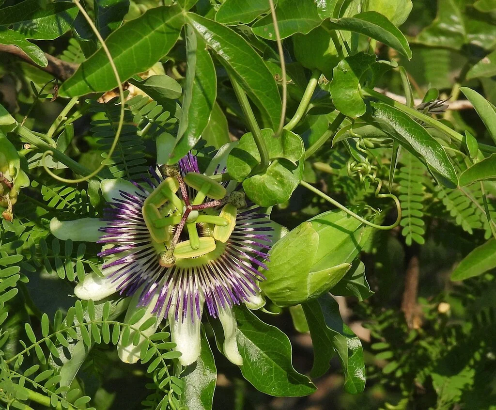 Passiflora Caerulea