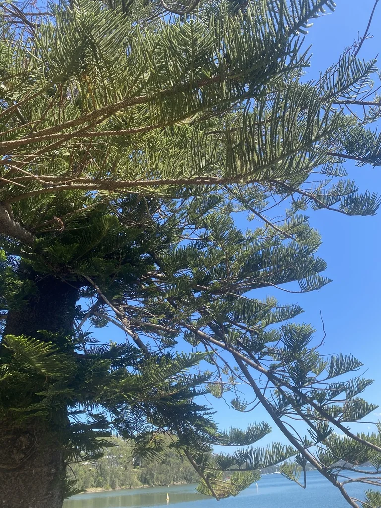 Araucaria Heterophylla