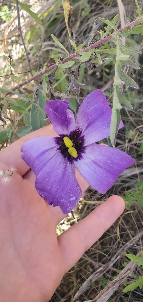 Eustoma Grandiflorum