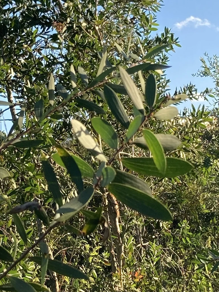 Melaleuca Quinquenervia