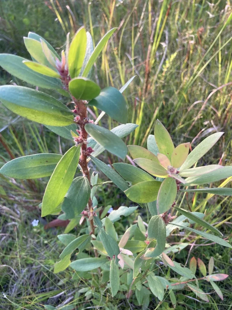 Melaleuca Quinquenervia