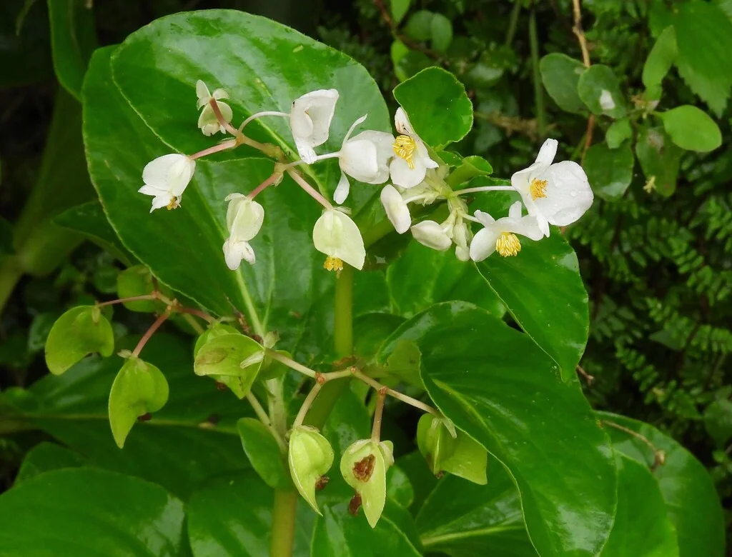 Begonia semperflorens