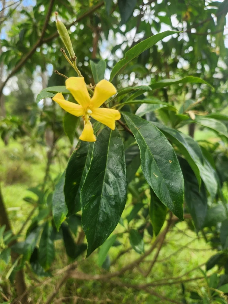 Hymenosporum Flavum