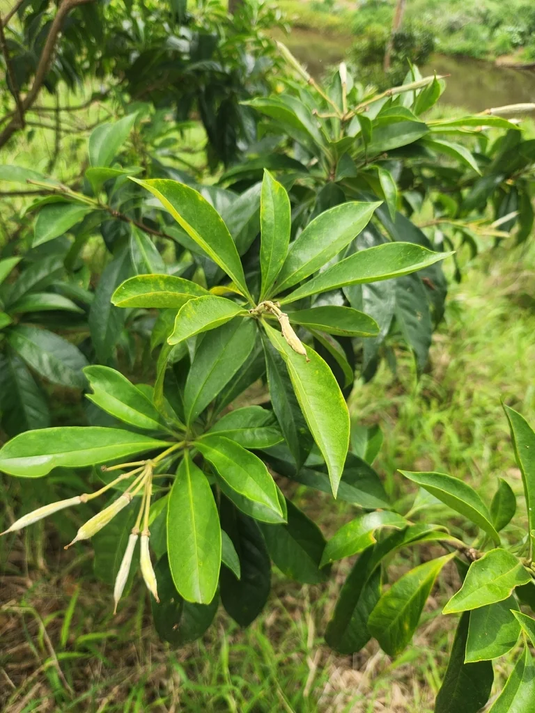 Hymenosporum Flavum