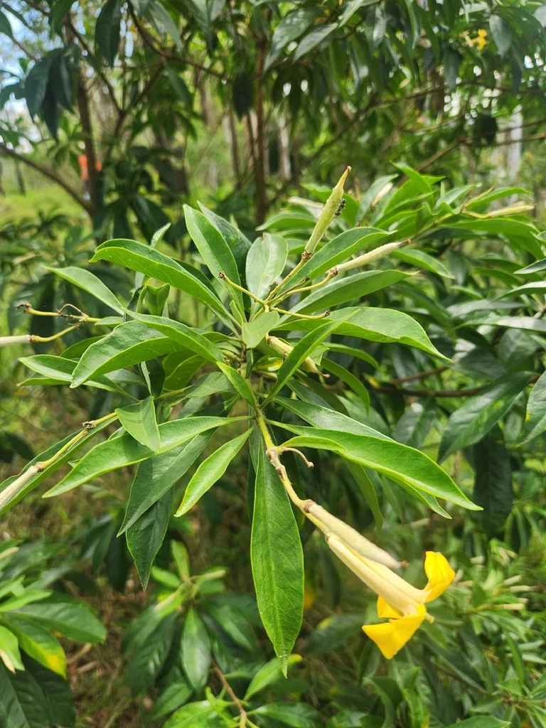 Hymenosporum Flavum