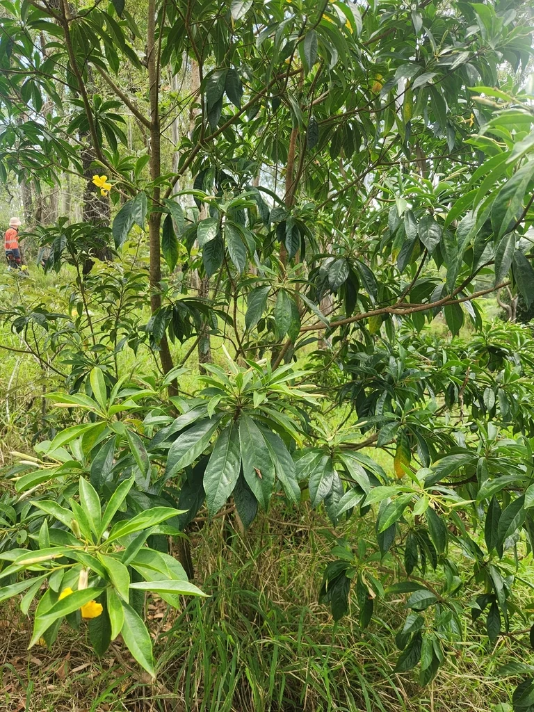 Hymenosporum Flavum