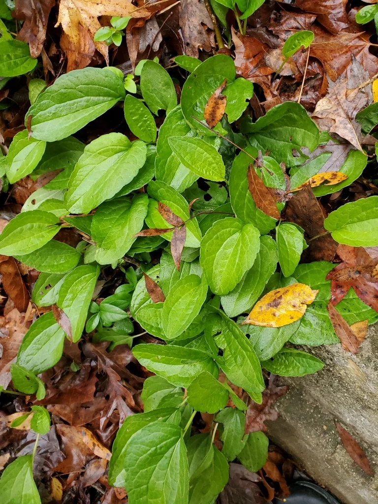 Rudbeckia Fulgida