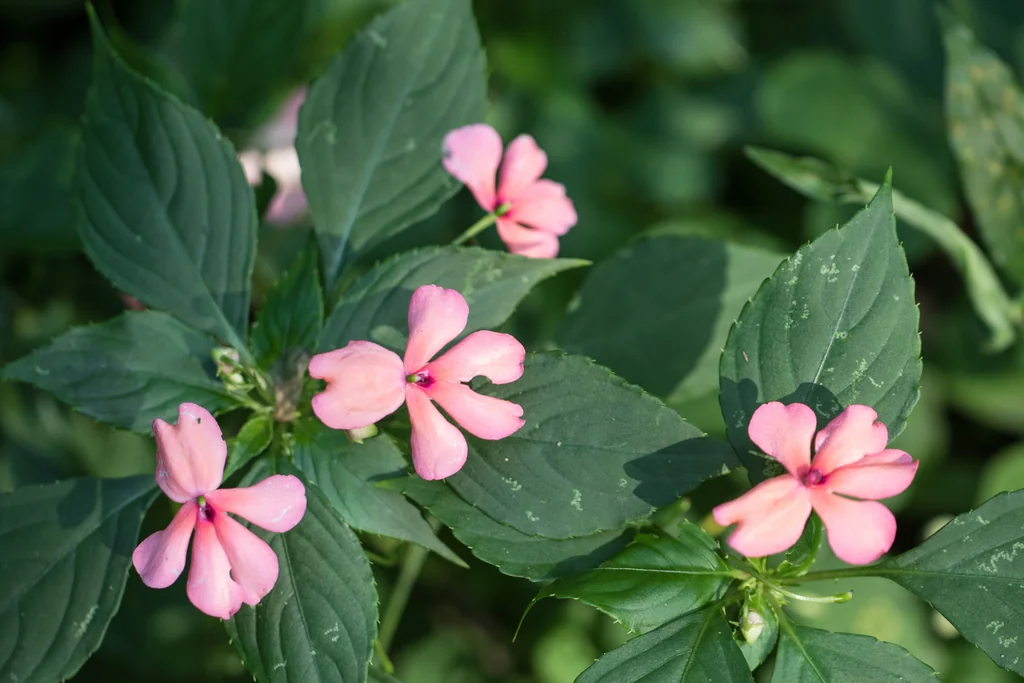 Impatiens walleriana