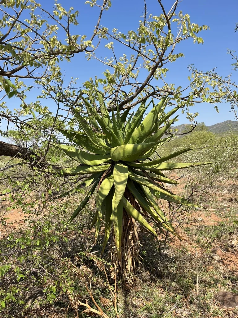 Aloe Marlothii