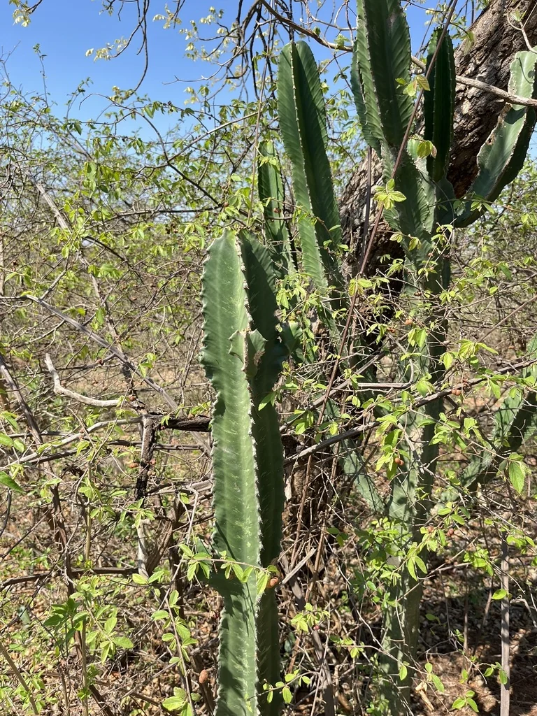 Euphorbia Ingens