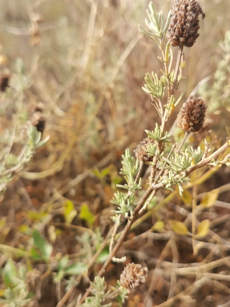 Lavandula Stoechas