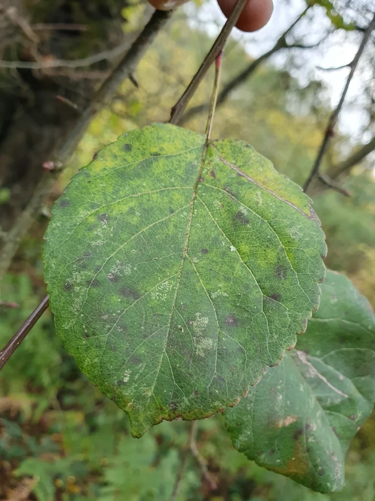 Malus Sylvestris