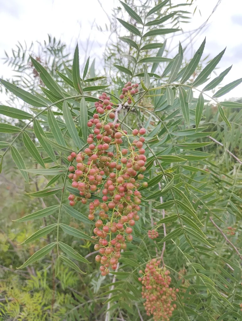 Schinus Molle