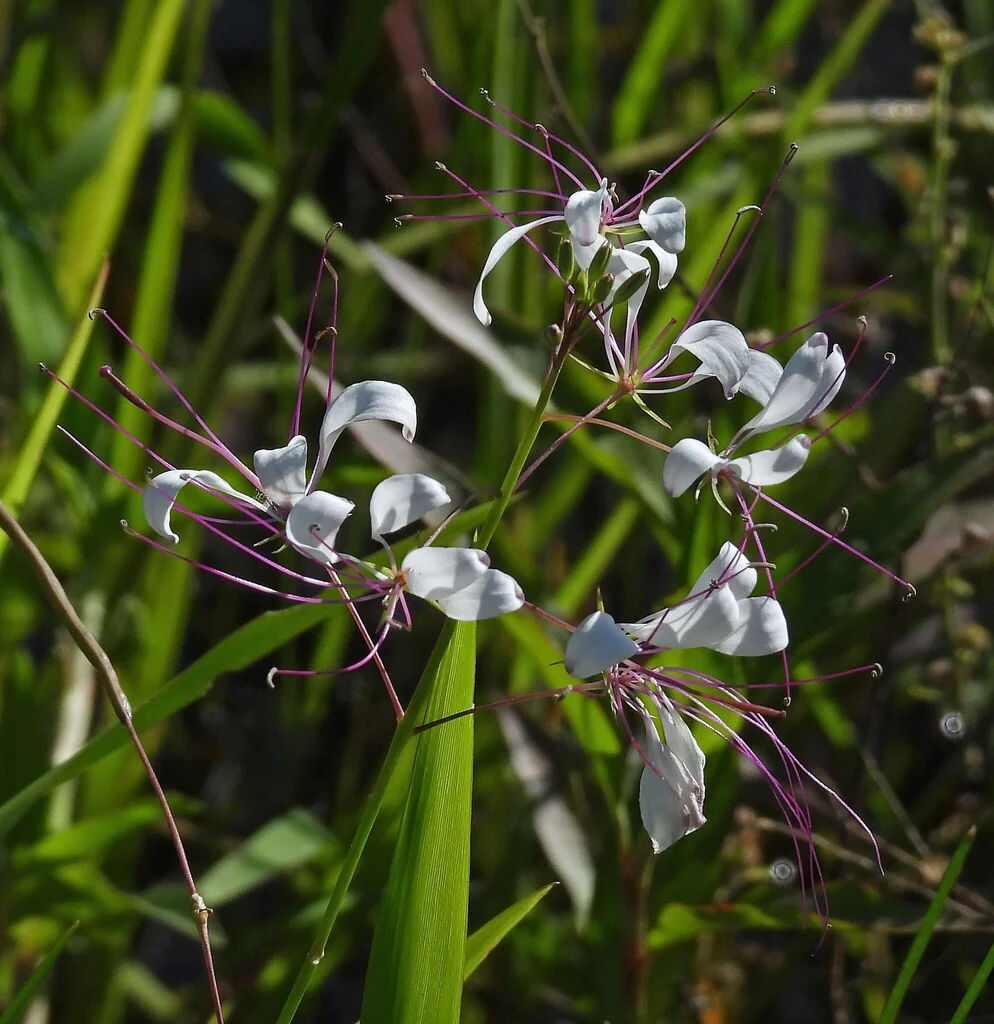 Cleome hassleriana