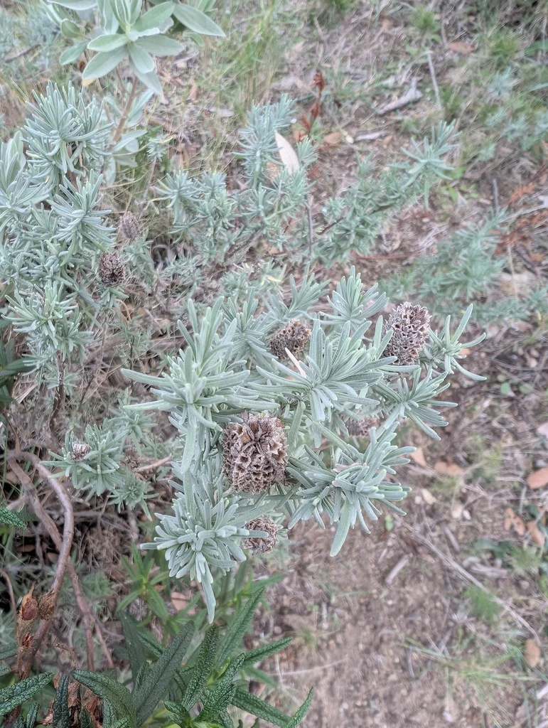 Lavandula Stoechas