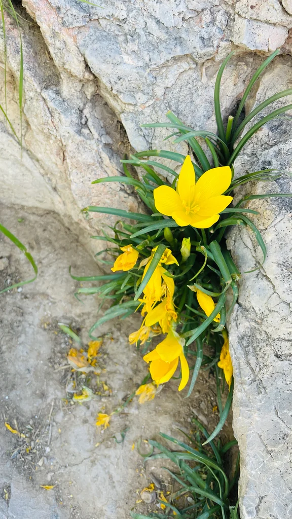 Sternbergia lutea