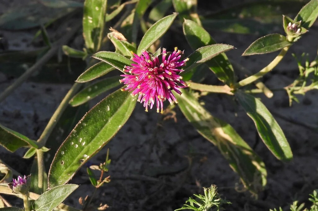 Gomphrena pulchella