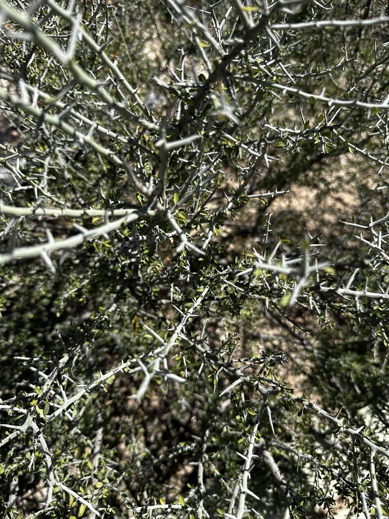 Ziziphus Obtusifolia