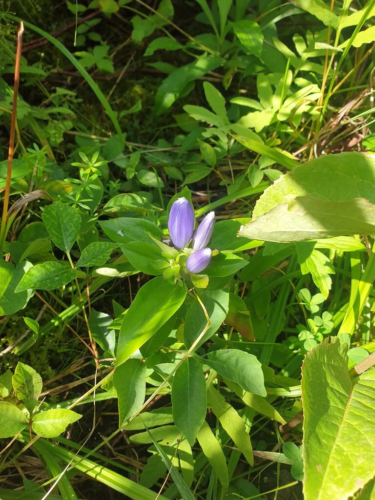 Gentiana Andrewsii
