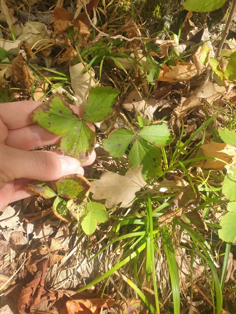 Waldsteinia Fragarioides