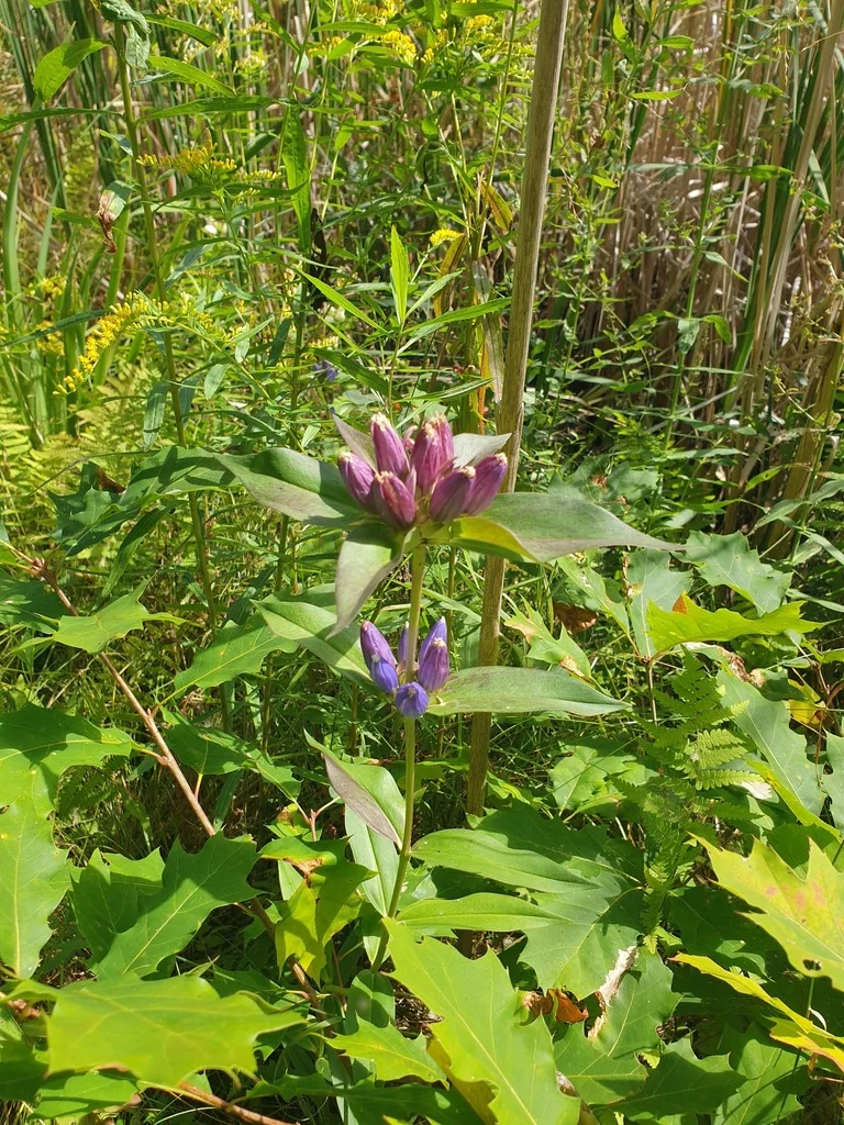 Gentiana Andrewsii
