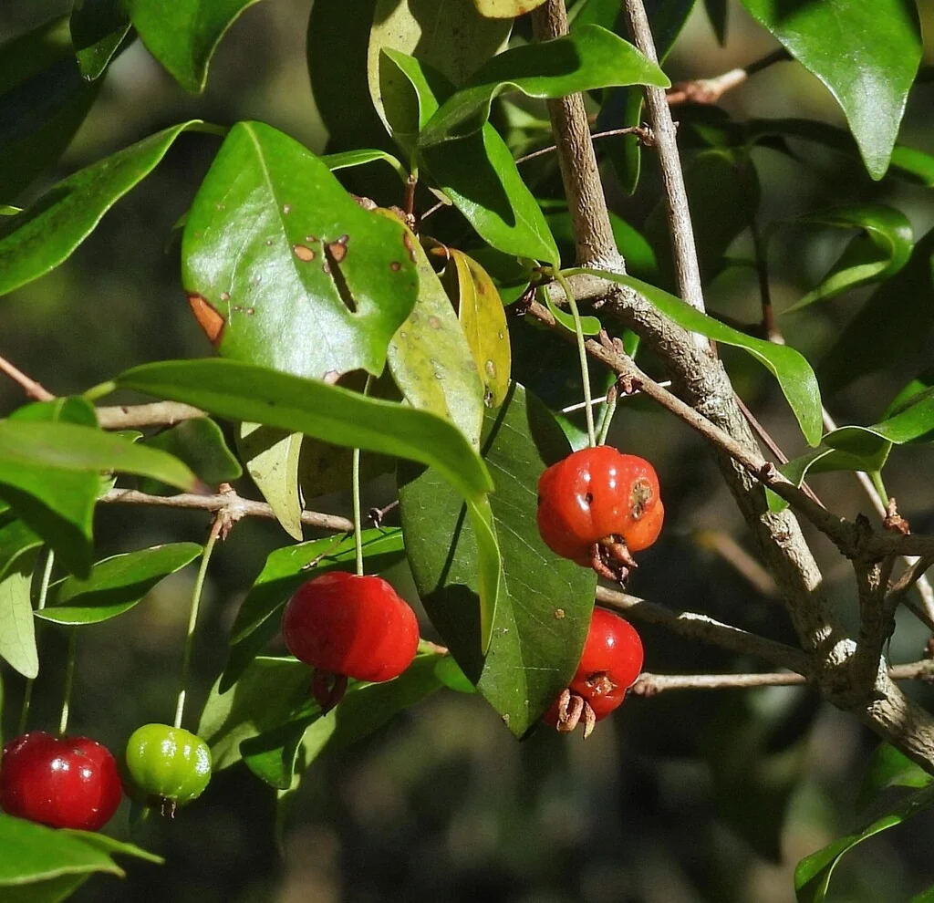 Eugenia Uniflora