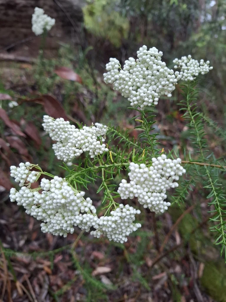 Ozothamnus Diosmifolius