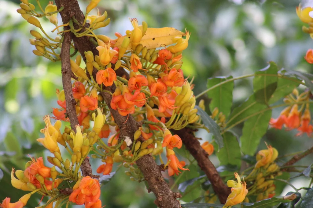 Castanospermum Australe