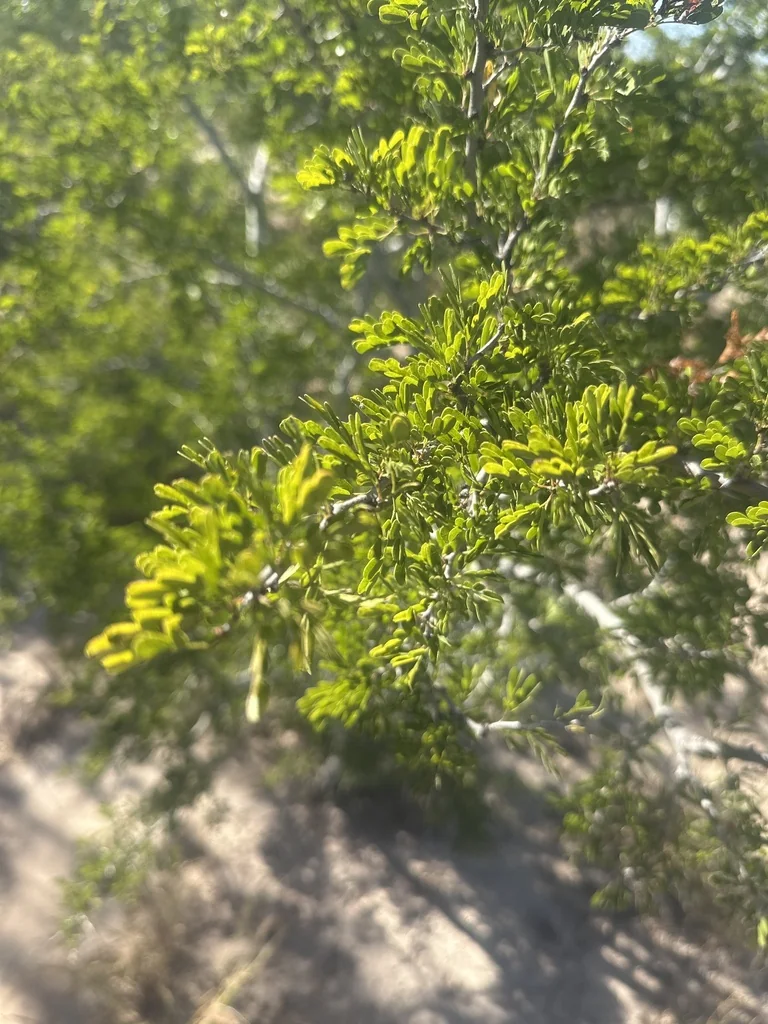 Acacia Rigidula
