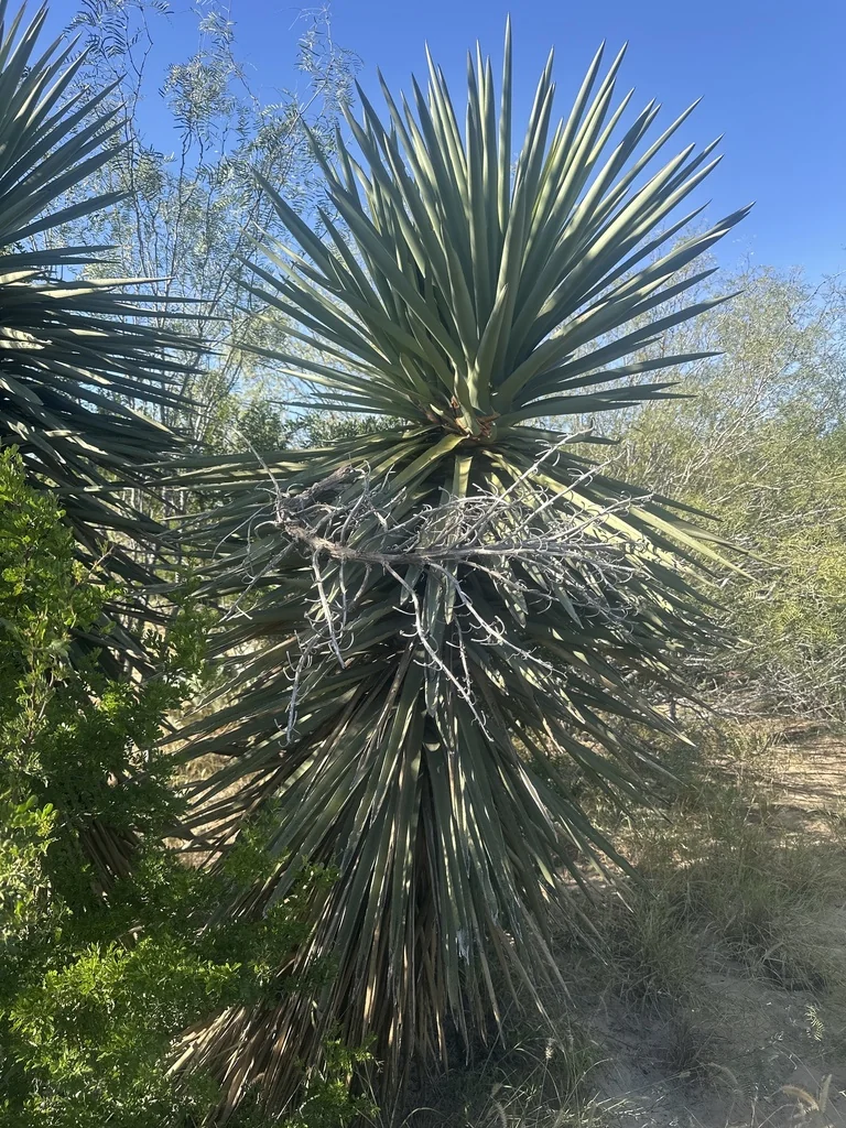 Yucca Treculiana