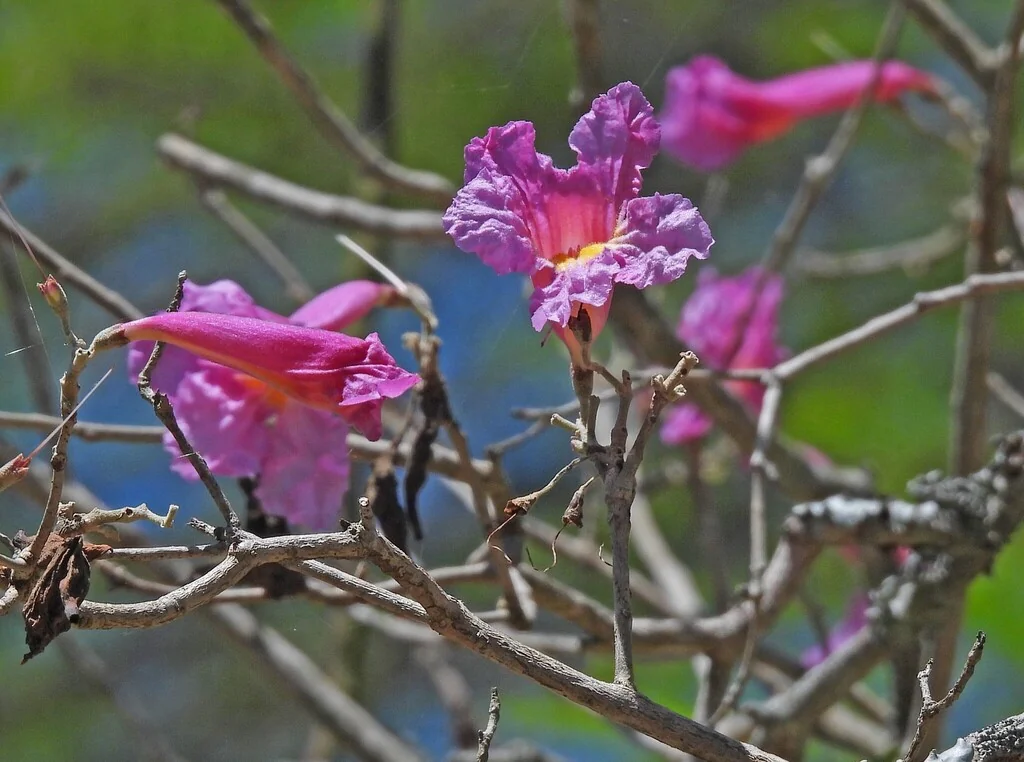Handroanthus Heptaphyllus