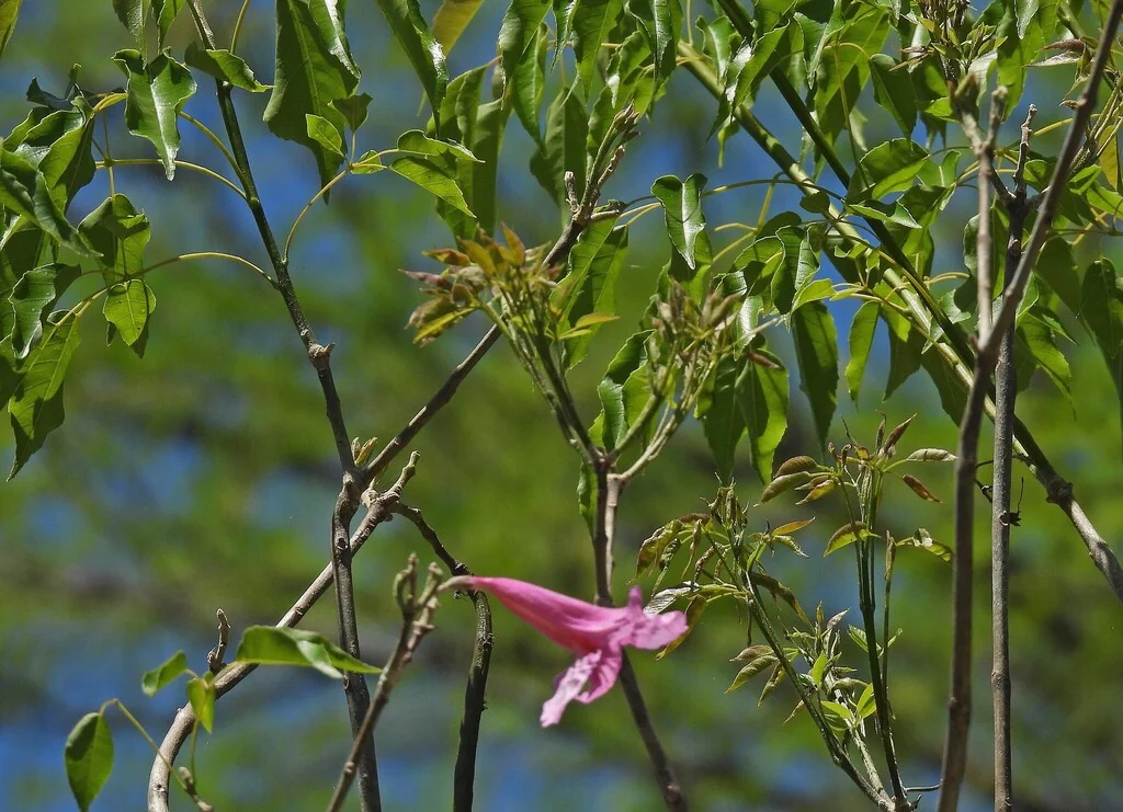 Handroanthus Heptaphyllus